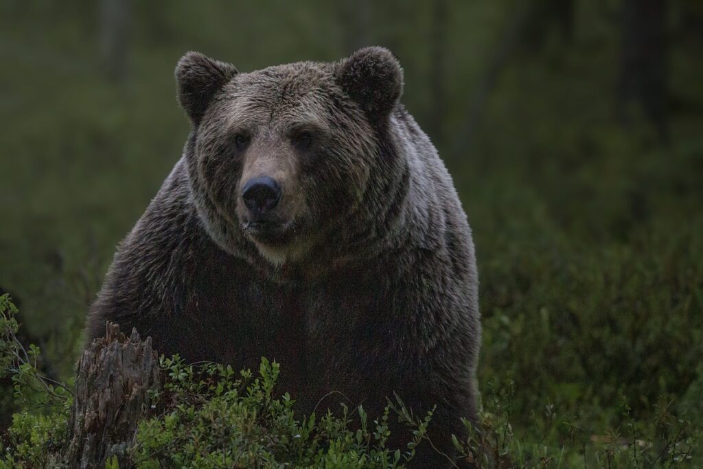 bear, wild, nature-4838870.jpg